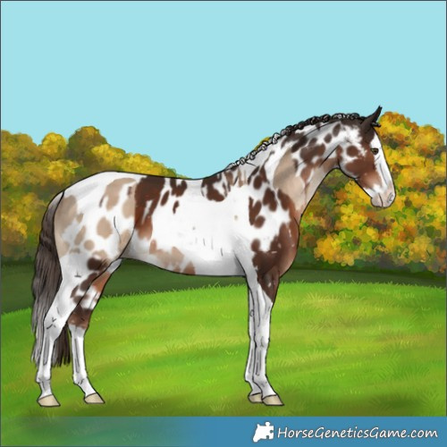 Horse Color:Liver Red Dun Splash Tobiano Skewed Appaloosa  and Liver Chestnut Splash Tobiano Skewed Appaloosa 