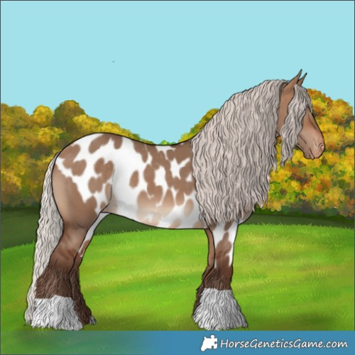Horse Color:Silver Bay Dun Skewed Appaloosa 