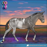 Horse Color:Powder White Grullo Brindle 