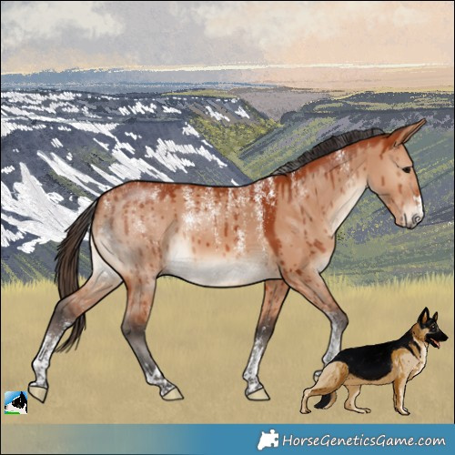 Horse Color:Powder White Bay Dun Brindle 