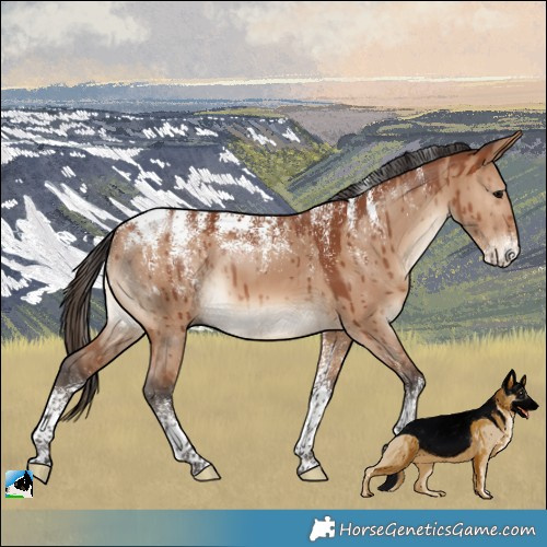 Horse Color:Powder White Bay Dun Brindle 