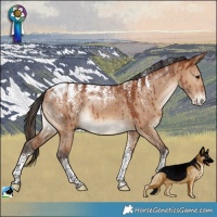 Horse Color:Powder White Bay Dun Brindle