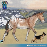 Horse Color:Powder White Bay Dun Brindle 