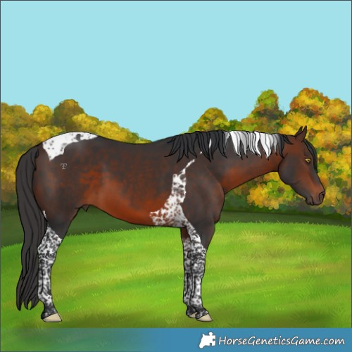 Horse Color:Brown Tobiano 