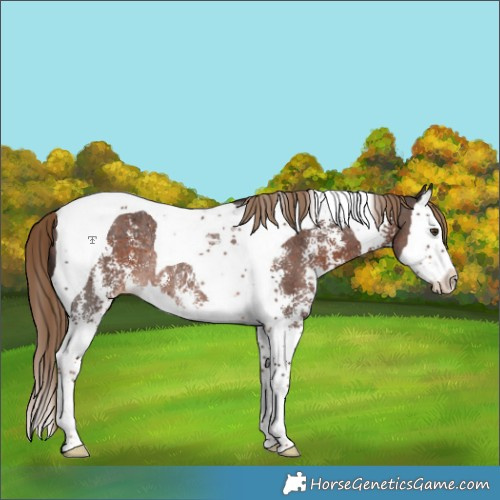 Horse Color:Liver Chestnut Sabino Splash Tobiano Appaloosa Rabicano 
