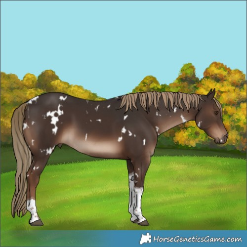 Horse Color:White Spotted Liver Chestnut Tobiano 