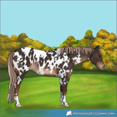 Horse Color:White Spotted Liver Chestnut Appaloosa 
