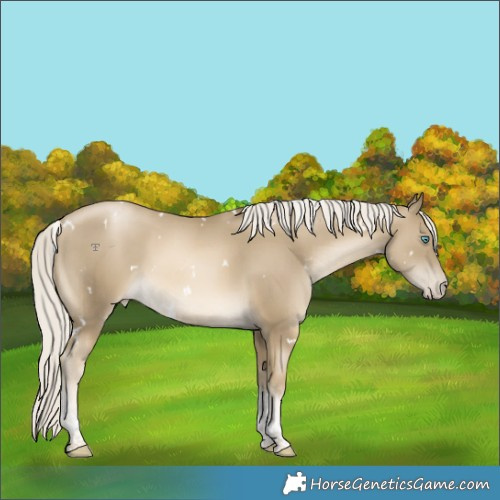 Horse Color:White Spotted Silver Black Snowdrop Pearl Tobiano Appaloosa 