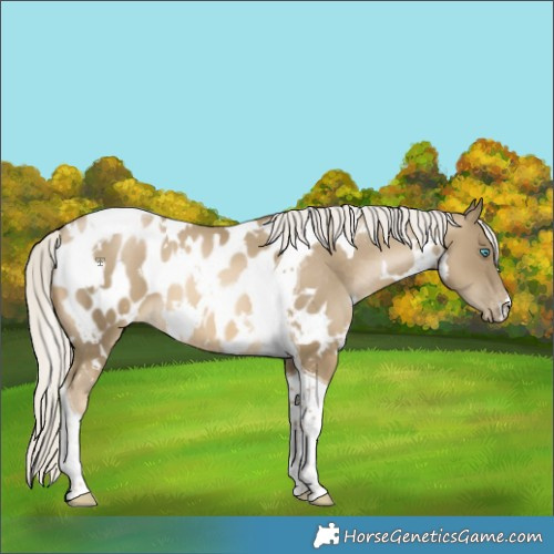 Horse Color:White Spotted Silver Smoky Black Snowdrop Tobiano Appaloosa 
