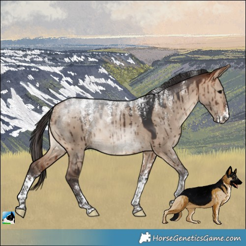 Horse Color:Powder White Bay Dun Brindle 
