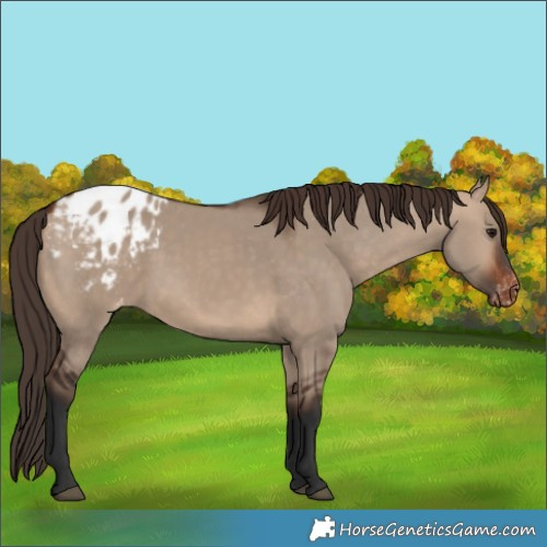 Horse Color:Bay Dun Appaloosa 