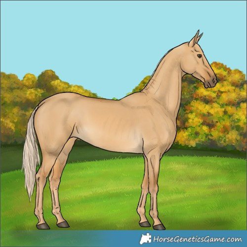 Horse Color:Palomino Dun