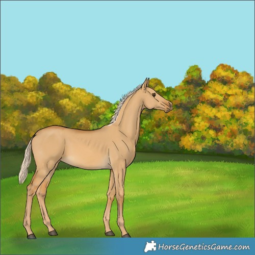 Horse Color:Palomino Dun