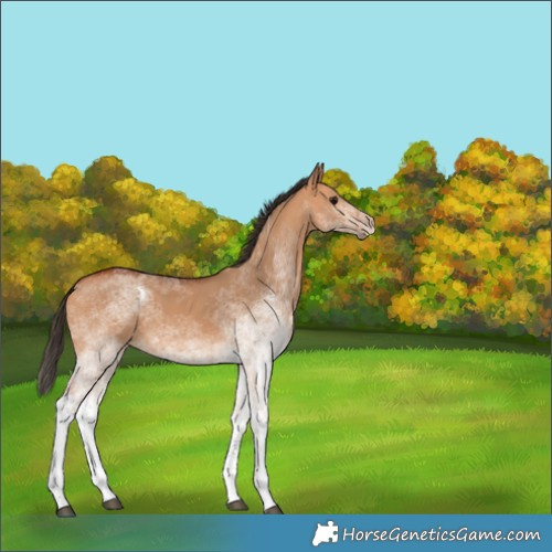 Horse Color:White Spotted Bay Dun 