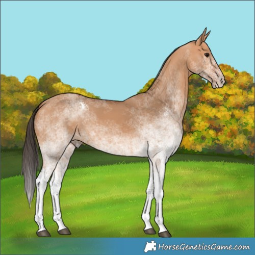 Horse Color:White Spotted Bay Dun 