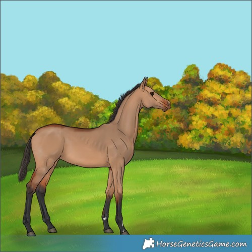 Horse Color:Bay Dun 