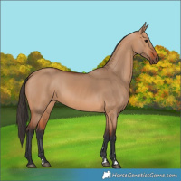 Horse Color:Bay Dun 