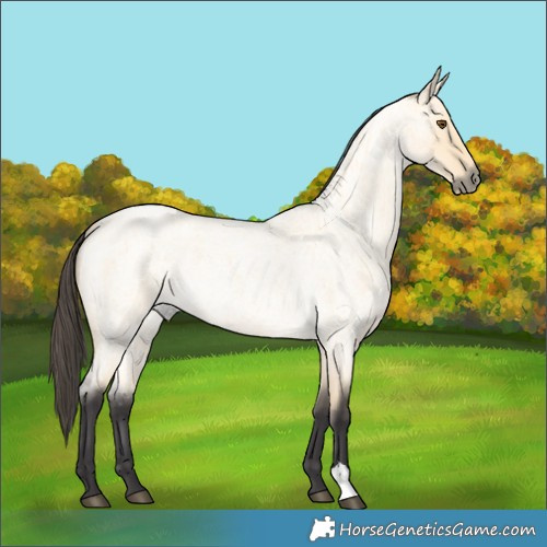 Horse Color:Buckskin Roan Dun 