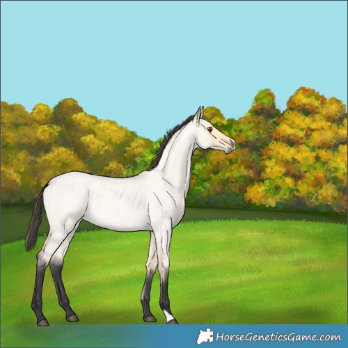 Horse Color:Buckskin Roan Dun