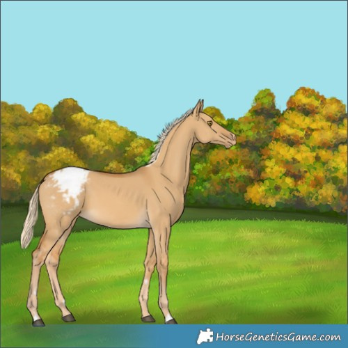 Horse Color:Palomino Dun Appaloosa 