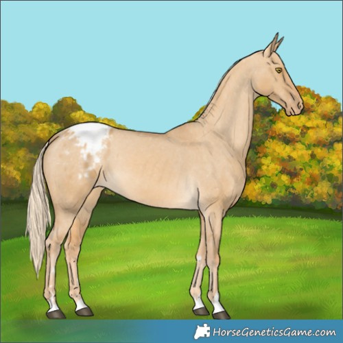 Horse Color:Palomino Dun Varnish
