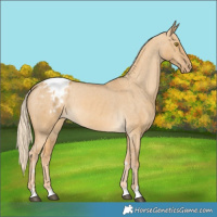 Horse Color:Palomino Dun Varnish 