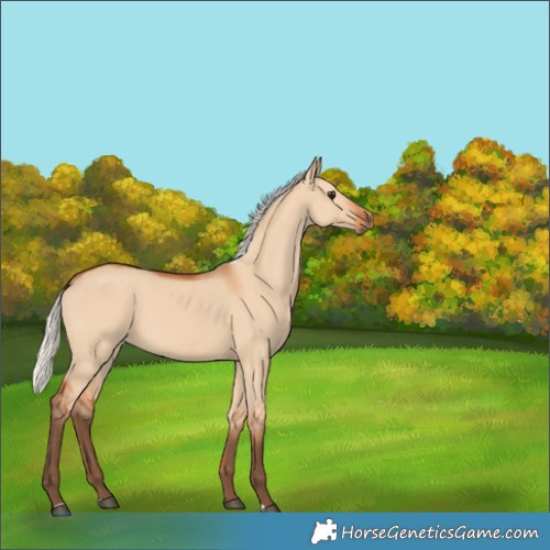 Horse Color:Silver Bay Dun 