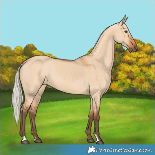 Horse Color:Silver Bay Dun
