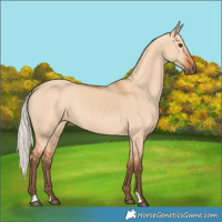 Horse Color:Silver Bay Dun 
