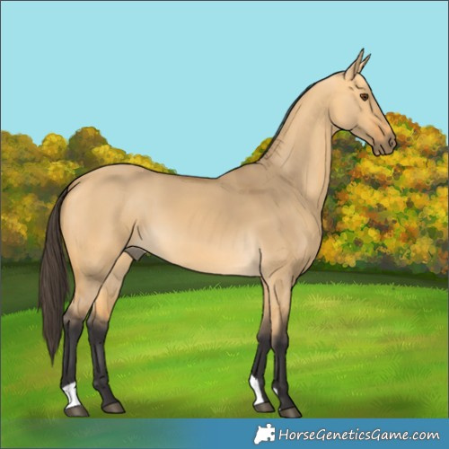 Horse Color:Buckskin Dun 