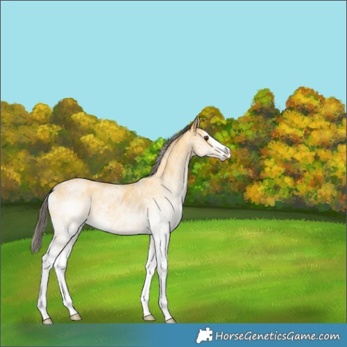 Horse Color:White Spotted Buckskin Dun Splash Rabicano 