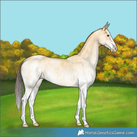 Horse Color:White Spotted Buckskin Dun Splash Rabicano 
