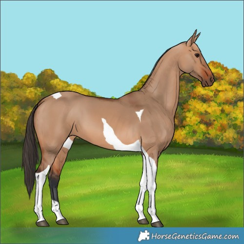 Horse Color:Bay Dun Tobiano