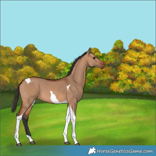 Horse Color:Bay Dun Tobiano 