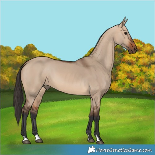 Horse Color:Bay Dun