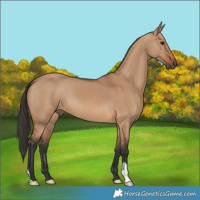 Horse Color:Bay Dun