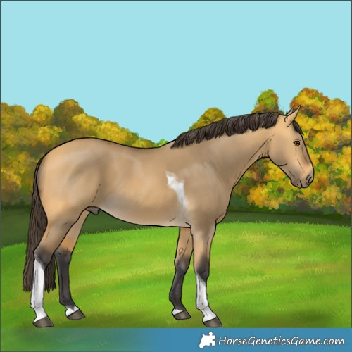 Horse Color:Buckskin Dun Tobiano 