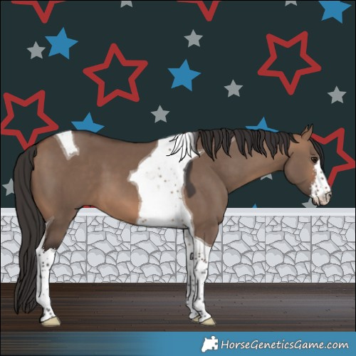 Horse Color:White Spotted Brown Dun Tobiano 