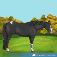 Horse Color:Black Splash Tobiano 