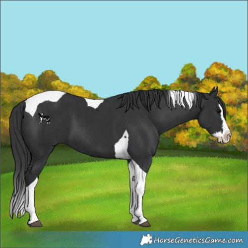 Horse Color:Black Splash Tobiano 