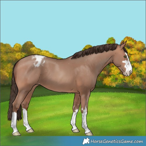 Horse Color:Sable Champagne Appaloosa