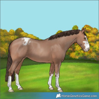 Horse Color:Sable Champagne Varnish