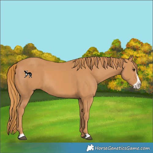 Horse Color:Chestnut Frame 