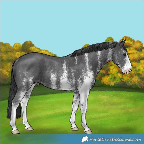 Horse Color:White Spotted Black Rabicano 