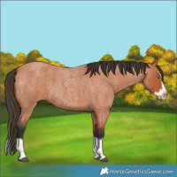 Horse Color:Bay Roan Splash Frame