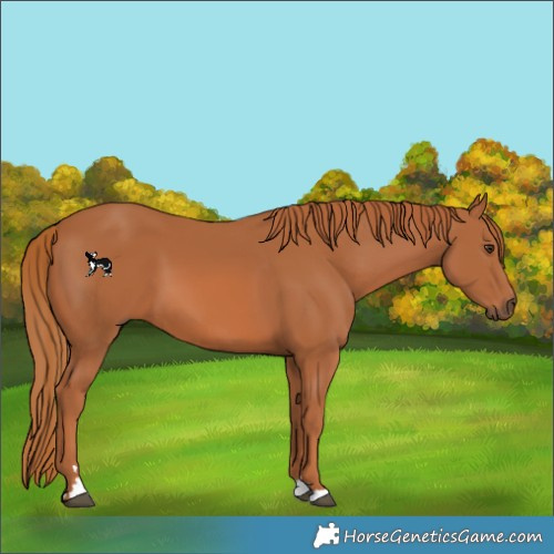 Horse Color:Chestnut 