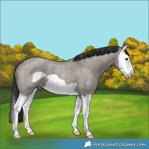 Horse Color:Grullo Roan Splash Frame 