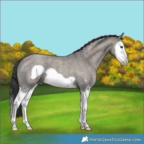 Horse Color:Grullo Roan Splash Frame 