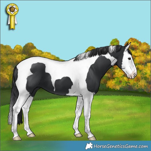 Horse Color:Black Splash Tobiano