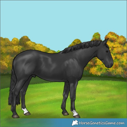 Horse Color:Black 